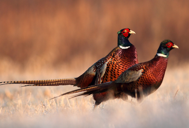 pheasants-shutterstock_162618311