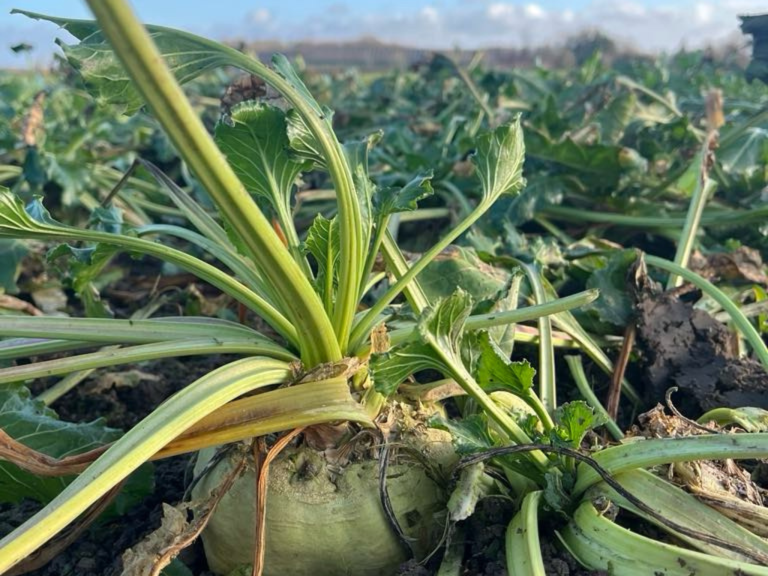 Unavngivet-816-x-1145-px-778-x-400-px-778-x-300-px.zip-7-768x576 (1)