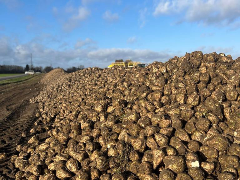 Unavngivet-816-x-1145-px-778-x-400-px-778-x-300-px.zip-9-768x576