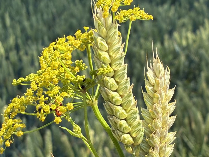 gjeddesdal_hvede_blomster_naturdetalje